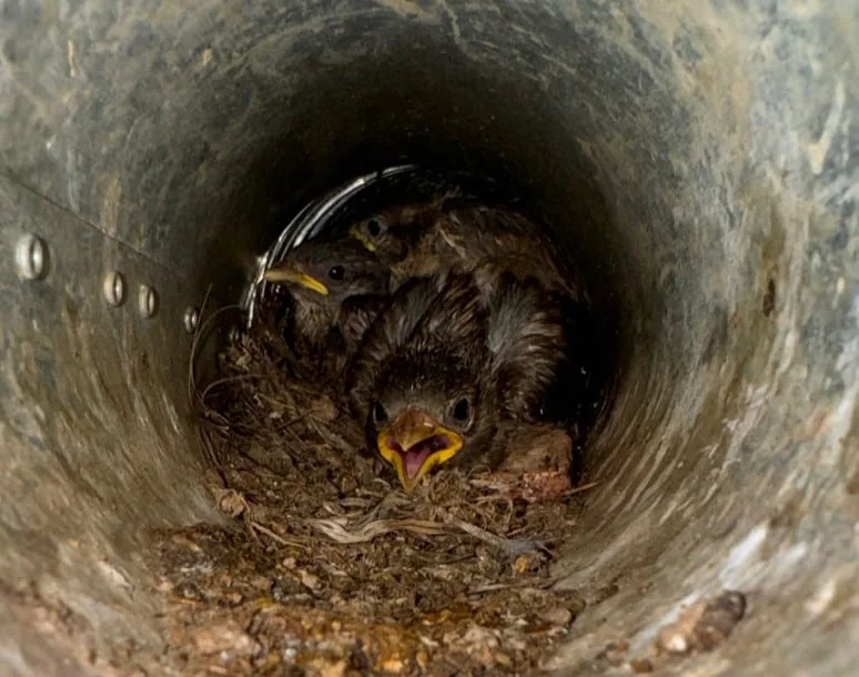 Birds stuck in a dryer vent.